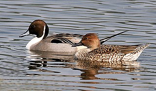 <span class="mw-page-title-main">Northern pintail</span> Migratory duck that breeds in northern Eurasia and North America