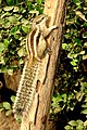 Northern palm squirrel.jpg