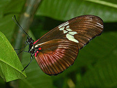 Description de l'image Nymphalidae - Heliconius hortense.JPG.