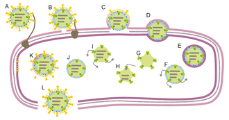 Life cycle of cystoviruses ODR.Cysto.Fig3.v3.png