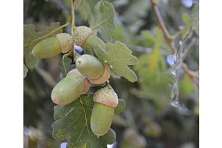 File Oak Tree Aghdam Azerbaijan Rafael Guliyev S Garden Jpg