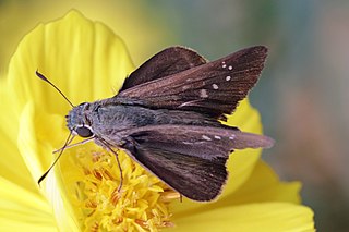 <i>Pelopidas agna</i> Species of butterfly