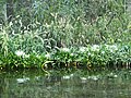 Flowers on the river. I think they're called spider flowers or something of that nature, as that's what they look like