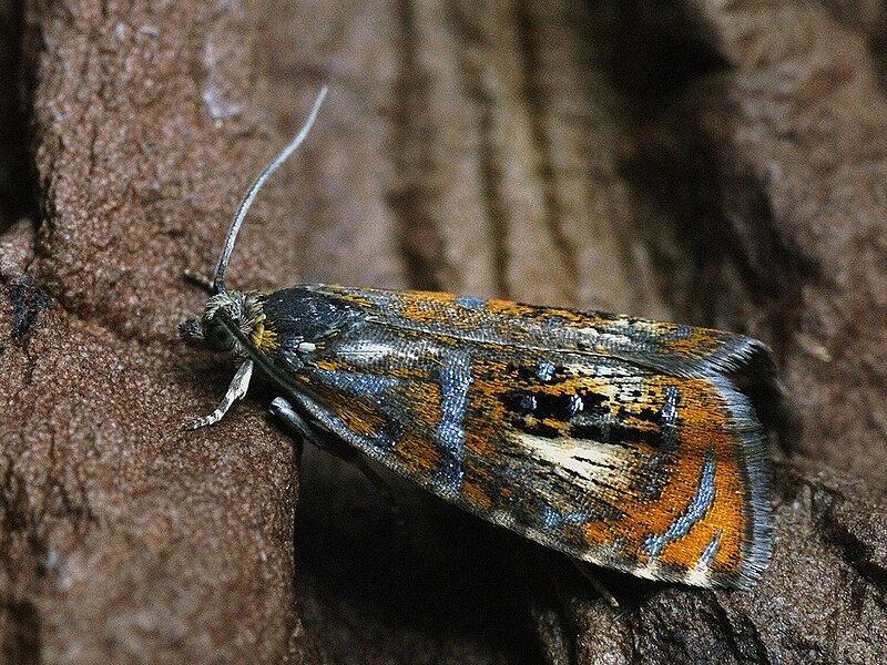 File:Olethreutes arcuella subtilana - Arched marble (41294351351).jpg