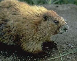 Marmota olympus (Olympic marmot)