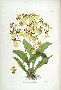 plate 39 Oncidium pectorale