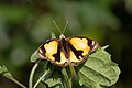 * Nomination Open Wing Basking of Junonia hierta (Fabricius, 1798) - Yellow Pansy --TAPAN1412 15:50, 26 December 2023 (UTC) * Decline  Oppose Not sharp. Sorry. --Ermell 16:44, 27 December 2023 (UTC)