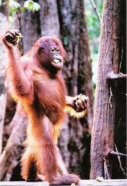 Orang-Utan