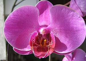 Phalaenopsis Cultivars