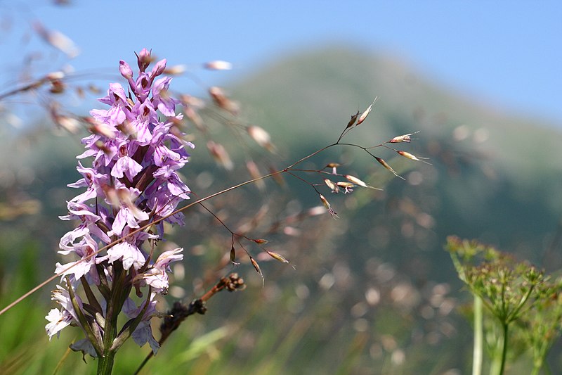 File:Orchidea selvatica e monte Casarola.jpg