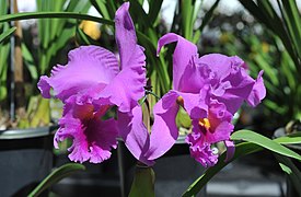 Lila Orchidee mit magentafarbenen Akzenten