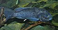 Oreochromis squamipinnis