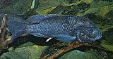 Oreochromis squamipinnis, a threatened species of the Lake Malawi basin