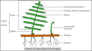 Fronde (botanique) — Wikipédia