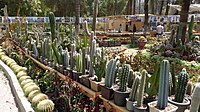 Collectie cactussen