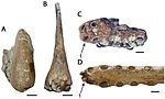 Thumbnail for File:Ornithocheirus &amp; Tropeognathus.jpg