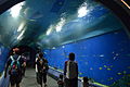 Osaka Aquarium Kaiyukan 2013-09F.JPG