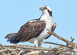 Osprey on nest.jpg