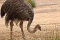 Ostrich-Melbourne-Zoo-20070224-039.jpg