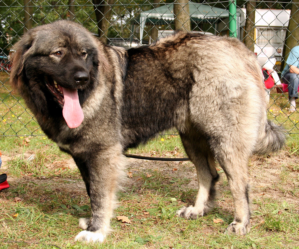 Caucasian Shepherd Dog Wikipedia