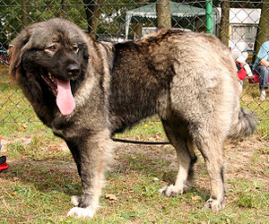 Anjing Gembala Kaukasus: Sejarah, Ciri, Kegunaan