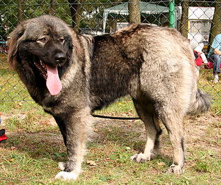 <span class="mw-page-title-main">Caucasian Shepherd Dog</span> Russian breed of livestock guardian dog