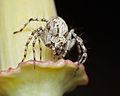 Oxyopes scalaris, Western Lynx Spider