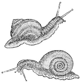 PSM V47 D067 Gesner snails.jpg