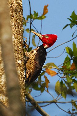 Pale-billed woodpecker001.jpg