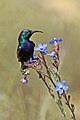 * Nomination Palestine sunbird (Cinnyris osea osea) male, Jordan --Charlesjsharp 17:48, 2 June 2018 (UTC) * Promotion  Support Good quality.--Agnes Monkelbaan 18:14, 2 June 2018 (UTC)