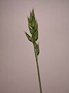 Panicle of Bromus commutatus.JPG