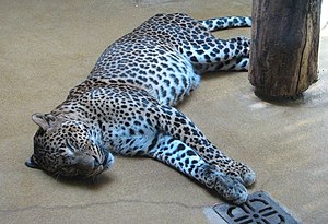Panthera.pardus.kotiya2-ZOO.Jihlava.jpg