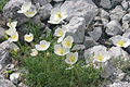 Papaver alpinum subsp. alpinum s.s. Austria - Steiermark