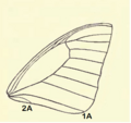Á anterior adulta de Graphium agetes. A segunda vea anal 2A, esténdese ata a marxe da á e non se liga coa primeira vea anal, 1A.
