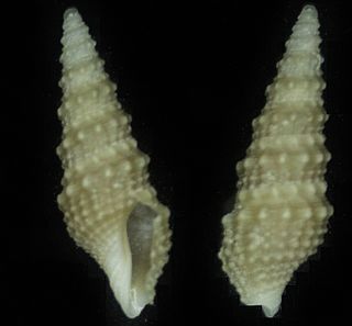 <i>Paradrillia rougeyroni</i> Species of gastropod