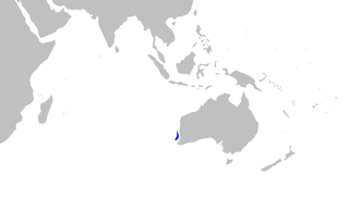 Ginger carpetshark carpetshark of the family Parascylliidae found off Western Australia