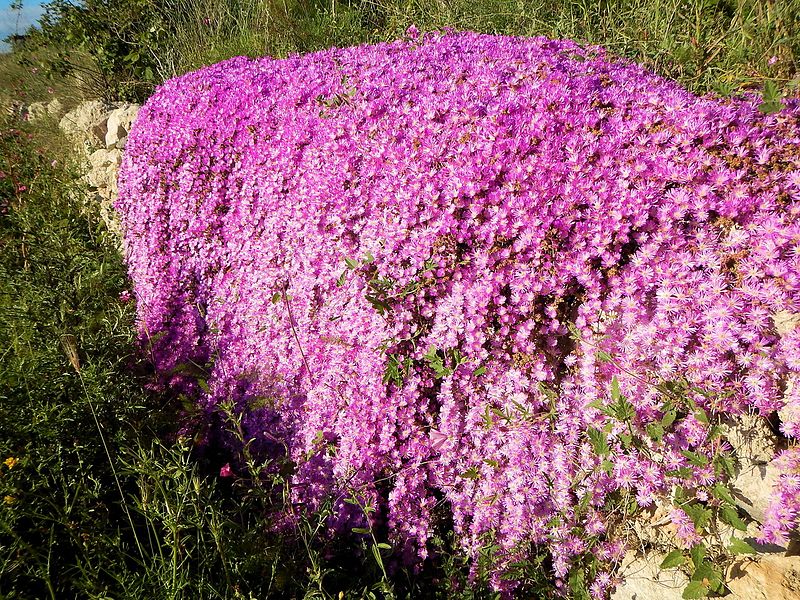 File:Parco Archeoligico di Saturo - Cascata di drosanthemum hispidum.jpg