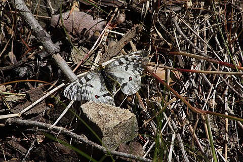 Upper wing surface