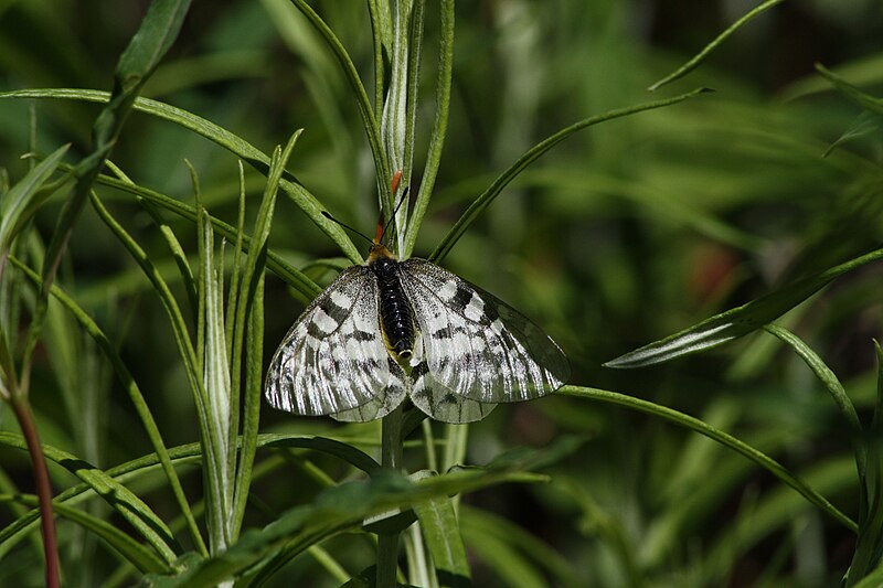 File:Parnassius clodius 1150.JPG