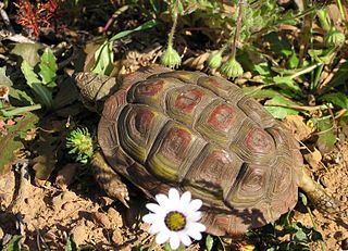 <i>Homopus areolatus</i> Species of tortoise