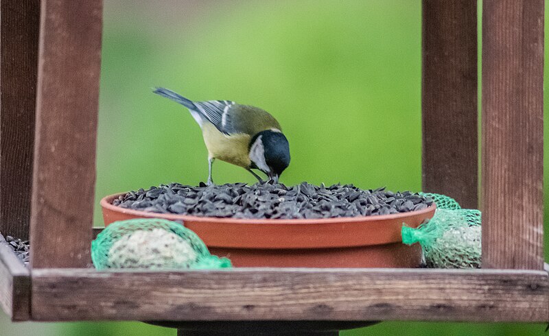 File:Parus major in Krajna (1).jpg