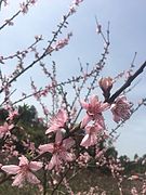 Pink Peach Tree in Blossom in Peach Valley.