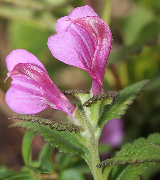 File:Pedicularis resupinata subsp. oppositifolia flower.JPG