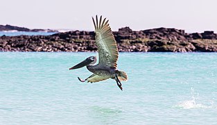 Galápagos brown pelican (Pelecanus occidentalis urinator), Cerro Brujo.