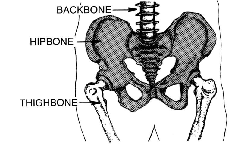 File:Pelvis (PSF).png