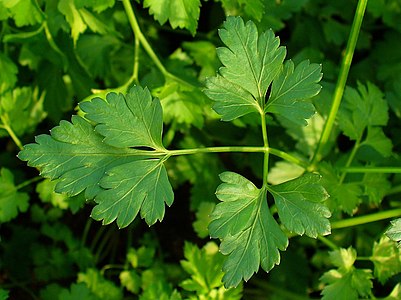 Petroselinum crispum Leaves