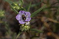 Phacelia linearis