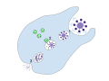 Phagocytosis is the process in which a cell engulfs a particle, digests it, and expels the waste products. Process of phagocytosis: 1. A particle is ingested by a phagocyte after antigens are recognized which results in the formation of a phagosome. 2. The fusion of lysosomes with the phagosome creates a phagolysosome. 3. The particle is broken down by the digestive enzymes found in the lysosomes. The resulting waste material is discharged from the phagocyte by exocytosis.