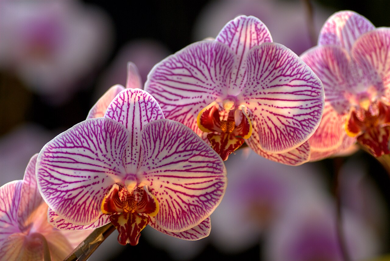 Pink orchid plants