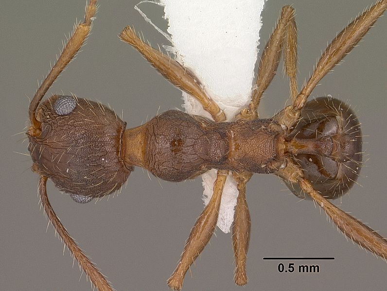 File:Pheidole cockerelli casent0102873 dorsal 1.jpg